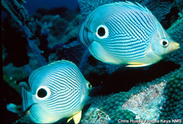fish. Regular Butterfly Fish with