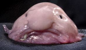 Bob Blobfish sez: ". . .  I can’t believe she actually wrote this, he thought.  . . "